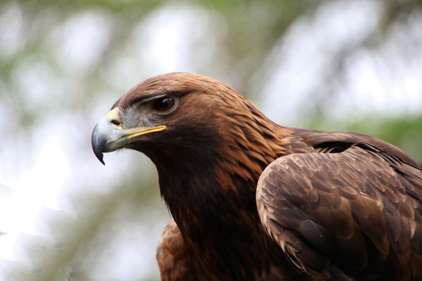 golden-eagle